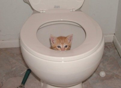 This is what happens when you leave the seat cover up!