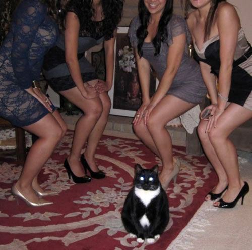 Yesterday's post was a bit heavy, so today: A Cat Going His Own Way, resisting the lure of the evil Ameriskanks.