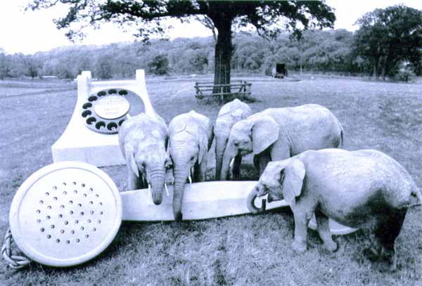 pcbelephants01