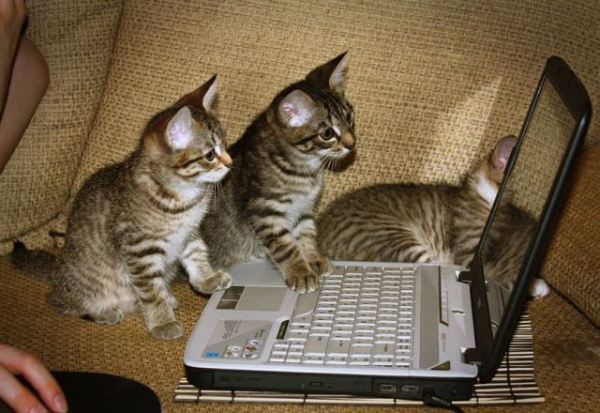 Kittens composing feminist tweets.