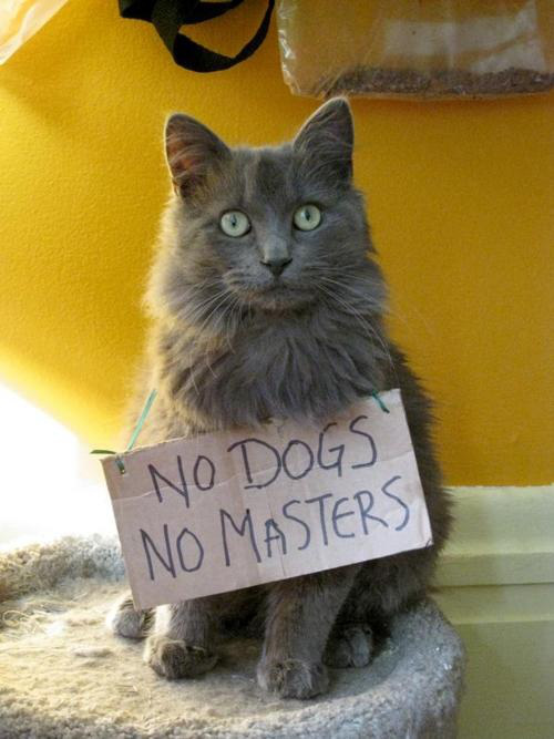 dogsmasters