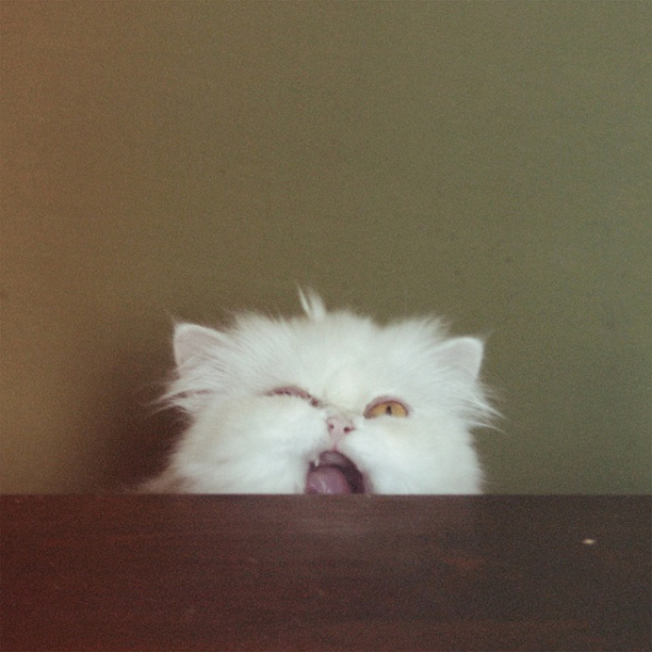 growlcat