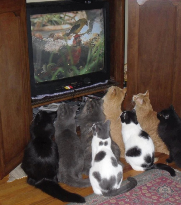 tvcats