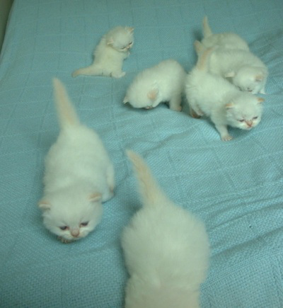 whitekittens