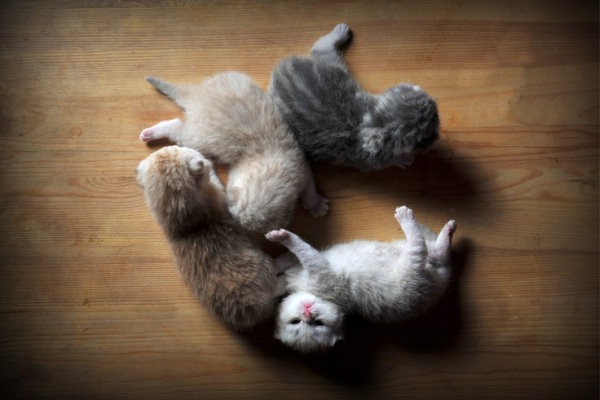 kittens!