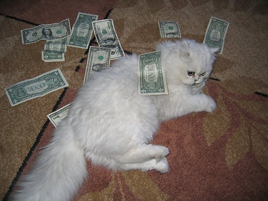 catmakeitrain