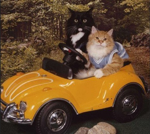 catsdriving