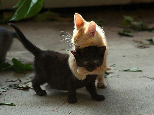 It's either a hug, or attempted murder. With cats, it's hard to tell. 